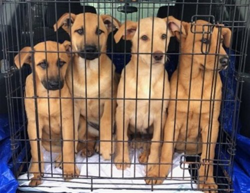 4 beautiful golden lab mix puppies
