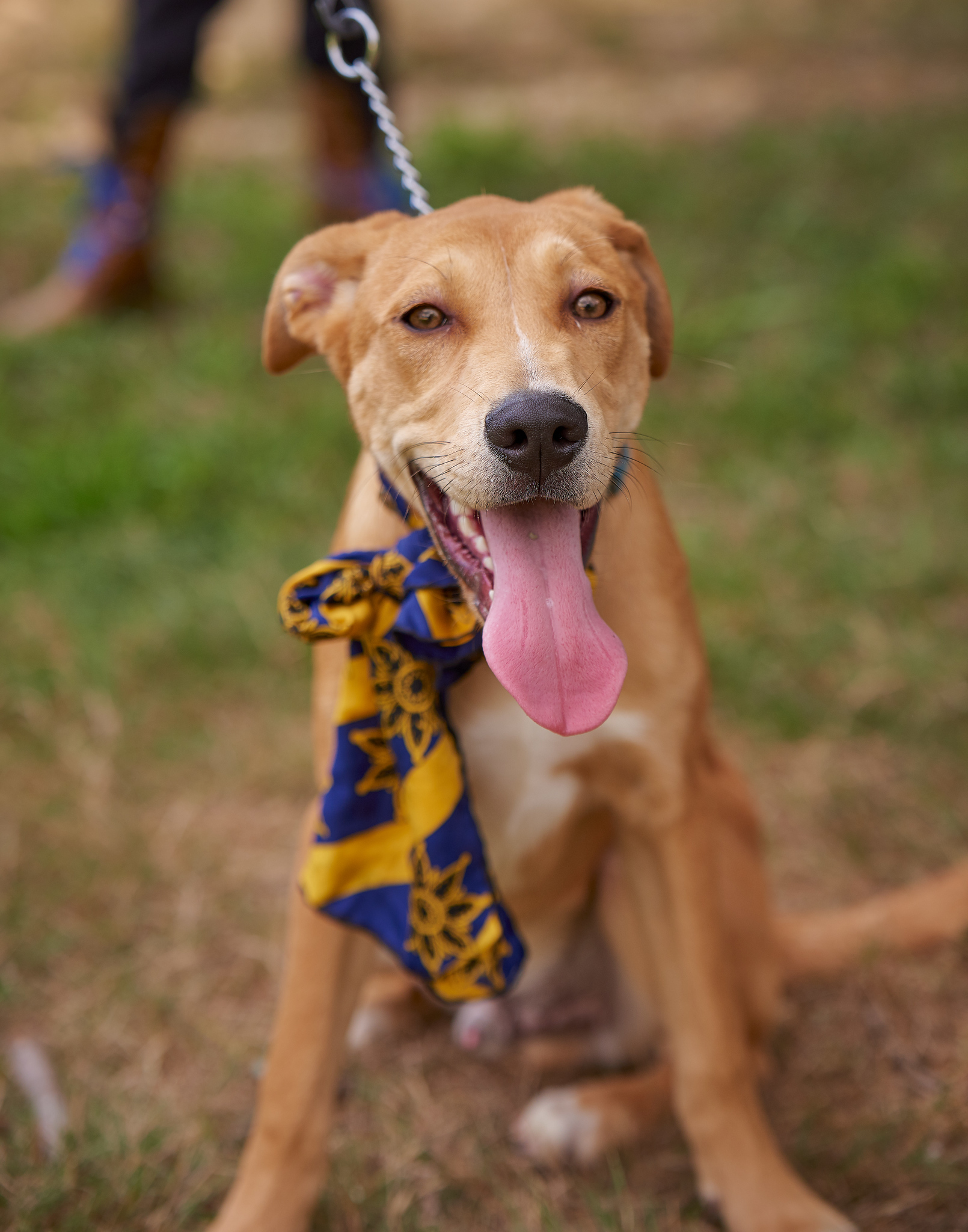 GORGEOUS GOLDEN LAB MIX , sweet and playful