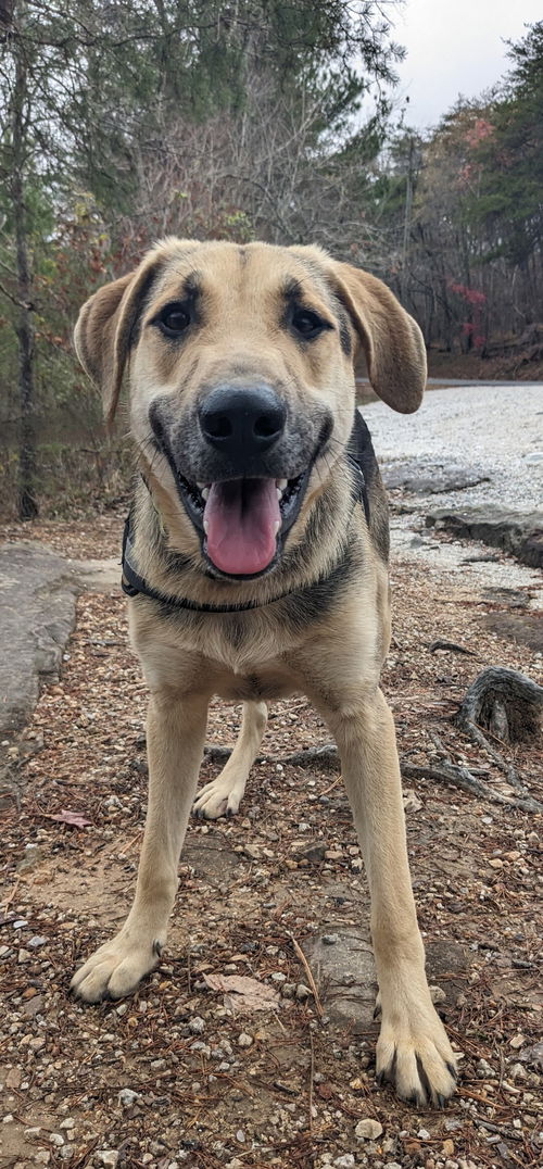 SWEET, lovable 7.5 month old pup