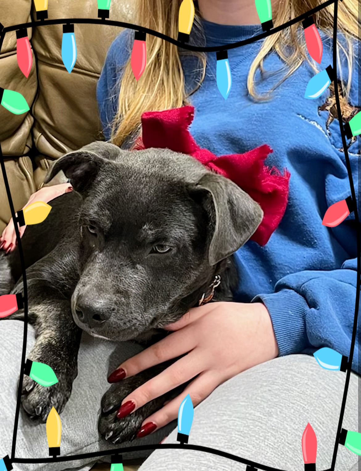 Gorgeous silver lab mix