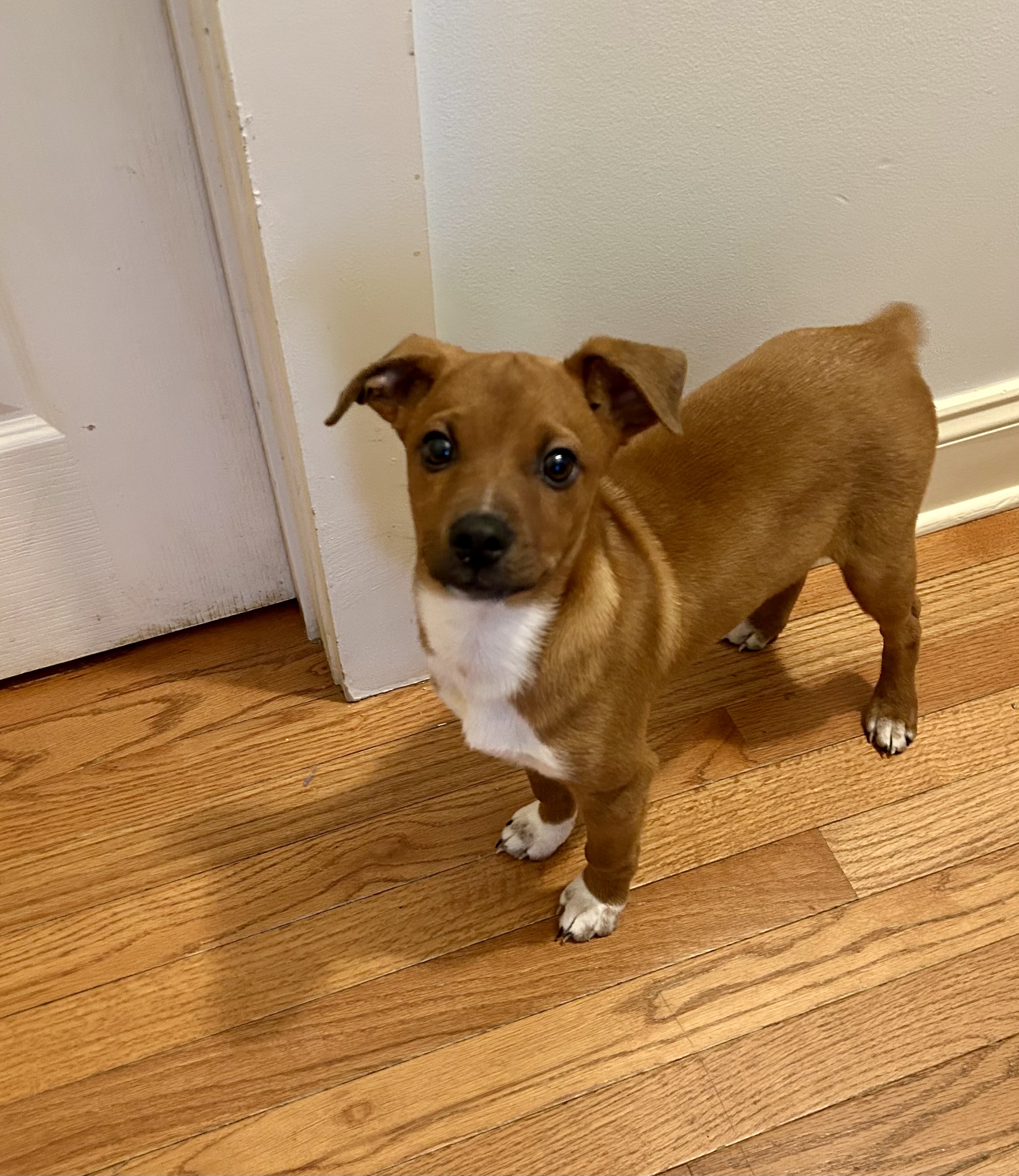 Small brown and white pup with cute stubby tail.