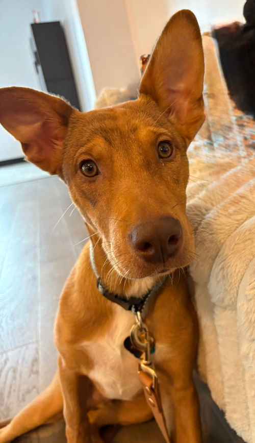 beautiful pup with such a sweet face. Gets along with kids and dogs.