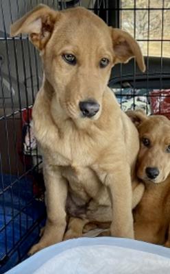 Beautiful, calm ,sweet ,yellow lab pups picture 4