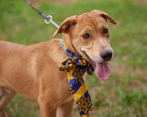 Golden lab mix puppies picture 3