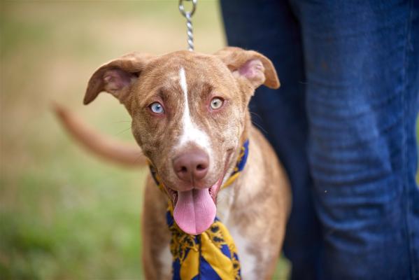 LAB catahoula  mx picture 3