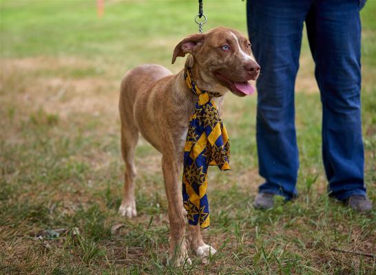 Cute whippet catahoula pups picture 1